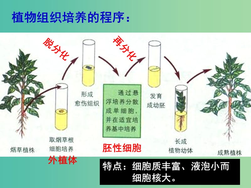 高中生物 第二章 第2节 植物的克隆课件 浙教版必修3.ppt_第3页