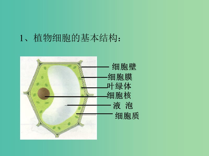 七年级生物上册 2.1.3 观察动物细胞课件1 （新版）新人教版.ppt_第2页