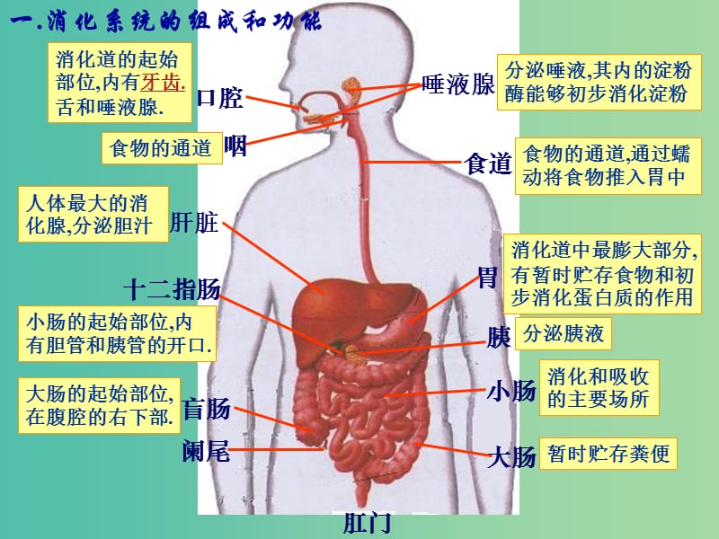 七年级生物下册 4.2.2 消化和吸收课件（新版）新人教版.ppt_第3页