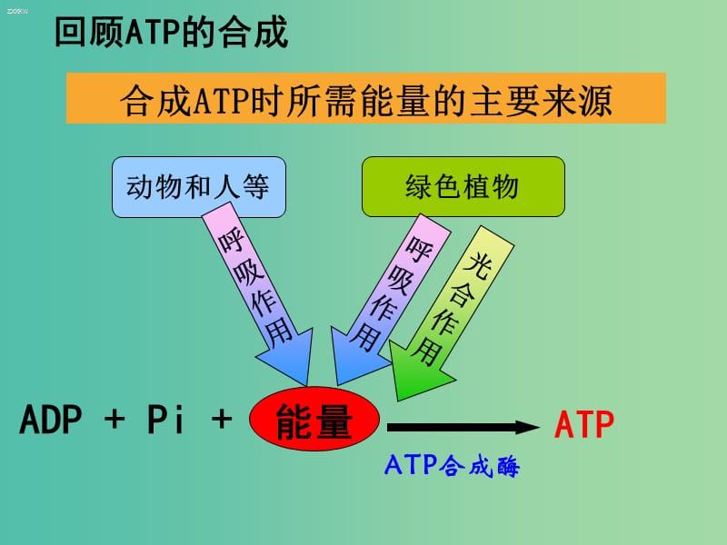 高中生物 第五章 第3节 ATP的主要来源-细胞呼吸课件 新人教版必修1.ppt_第2页