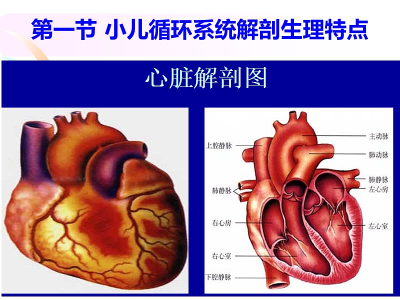 循环系统疾病患儿的护理.ppt_第3页