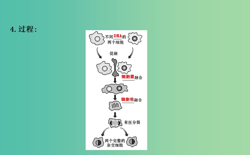 高中生物 探究导学课型 专题2 细胞工程 2.2.2 动物细胞融合与单克隆抗体同课异构课件 新人教版选修3.ppt_第3页