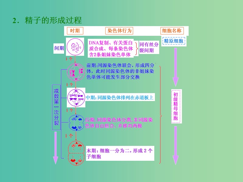 高考生物一轮复习 第四单元 第3讲 减数分裂与受精作用课件 新人教版必修1.ppt_第3页