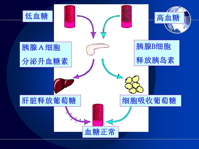 糖尿病及并发症的护理.ppt_第3页