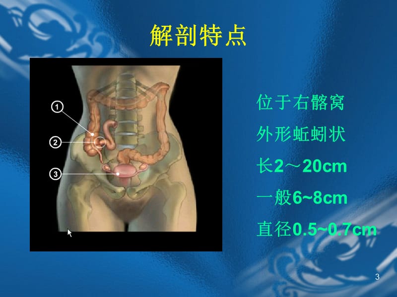 外科学--阑尾炎.ppt_第3页