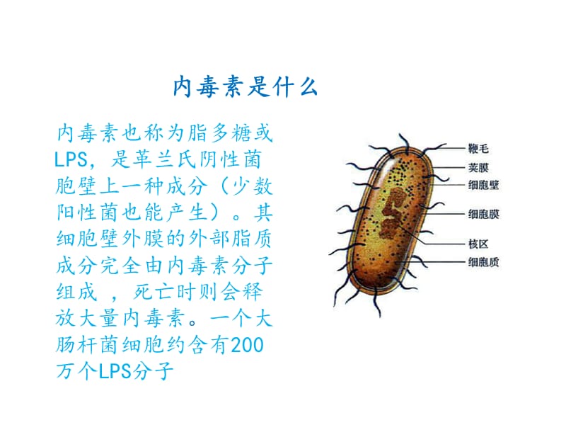 内毒素及其去除.ppt_第2页