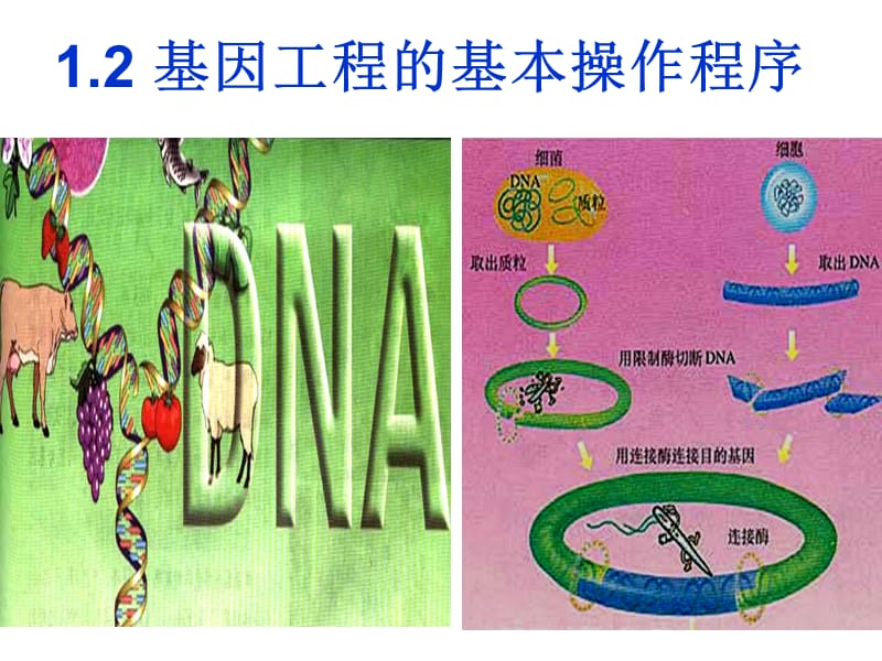 基因工程的基本操作程序公开课.ppt_第1页