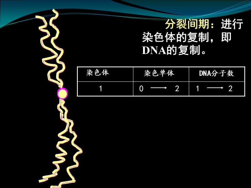 染色体与DNA、姐妹染色单体的数量关系.ppt_第1页