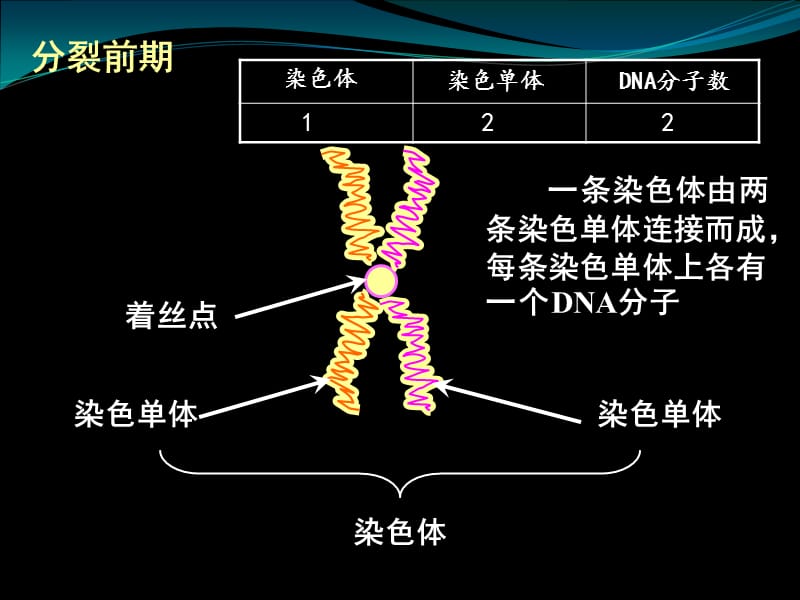 染色体与DNA、姐妹染色单体的数量关系.ppt_第2页