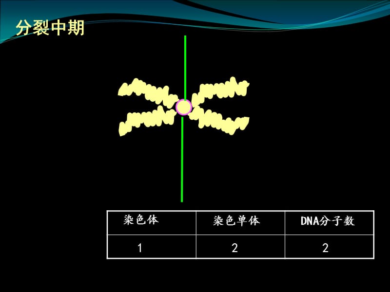 染色体与DNA、姐妹染色单体的数量关系.ppt_第3页