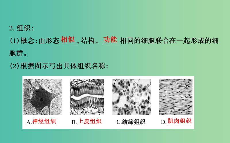 七年级生物上册 2.2.2 动物体的结构层次课件 新人教版.ppt_第3页