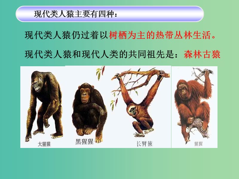 七年级生物下册 1.1 人类的起源和发展课件 新人教版.ppt_第3页