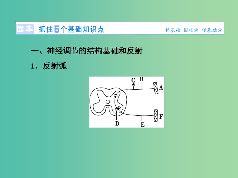 高考生物总复习 第1单元 第2讲 通过神经系统的调节课件 新人教版必修3.ppt_第2页