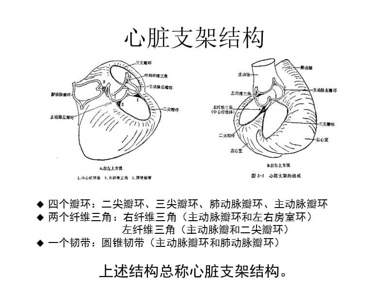 心电生理应用解剖.ppt_第3页