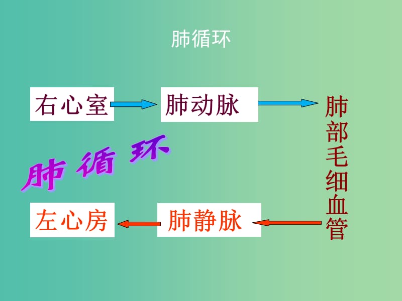 七年级生物下册 第二章 第三节 物质运输的路线课件 冀教版.ppt_第3页