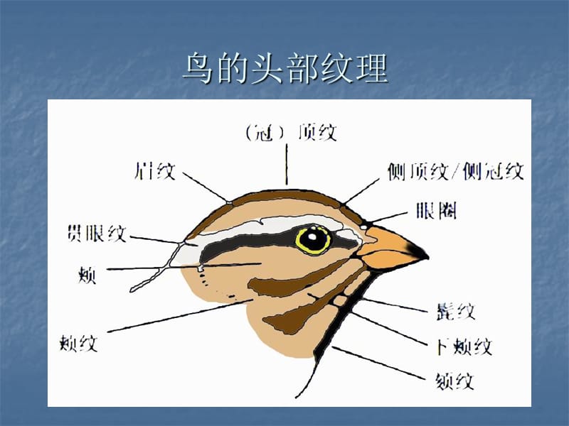 浙大紫金港常见鸟类介绍.ppt_第3页