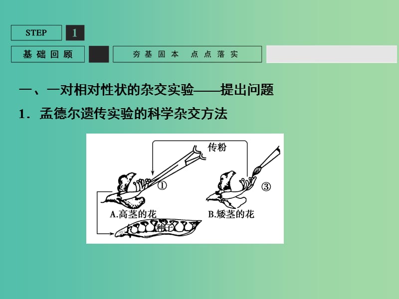 高考生物一轮复习 第1单元 基础课时案14 基因的分离定律课件 新人教版必修2.ppt_第3页