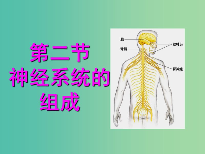 七年级生物下册 4.6.2 神经系统的组成课件 新人教版.ppt_第1页