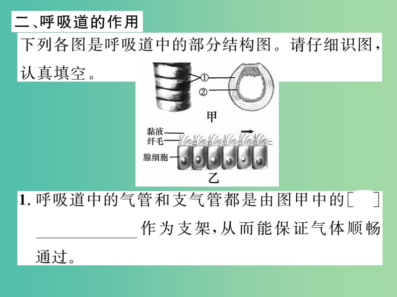 七年级生物下册 第三章 第一节 呼吸道对空气的处理课件 新人教版.ppt_第3页