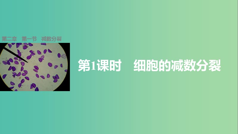 高中生物 2.1 细胞的减数分裂（第1课时）课件 苏教版必修2.ppt_第1页