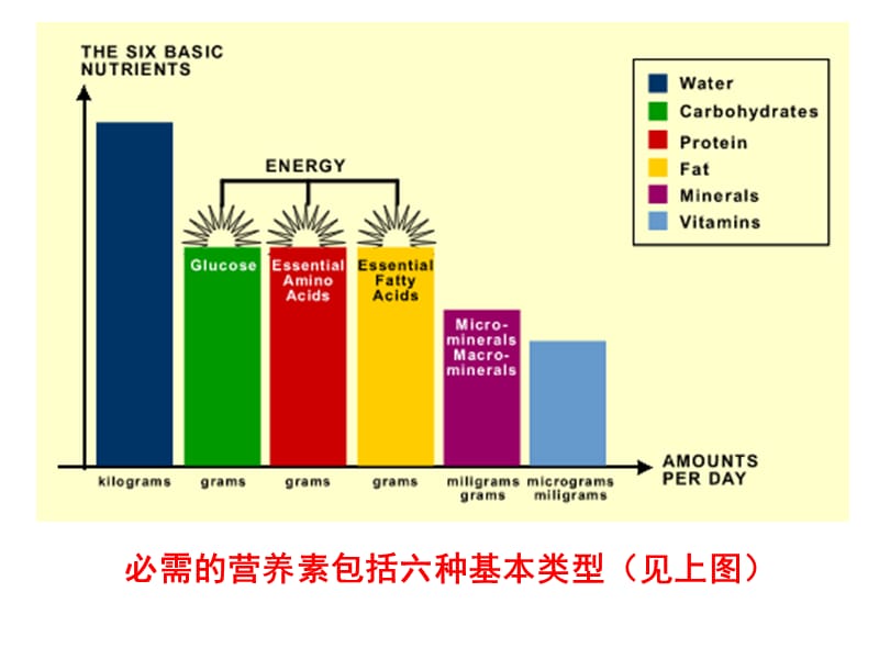 宠物基础营养学-供能营养素.ppt_第3页