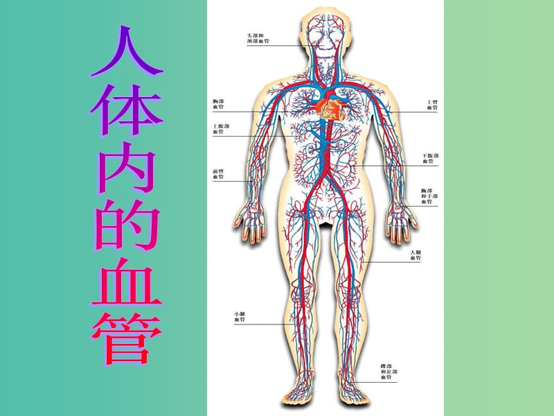 七年级生物下册 第四章 第二节 血流的管道—血管课件 新人教版.ppt_第1页