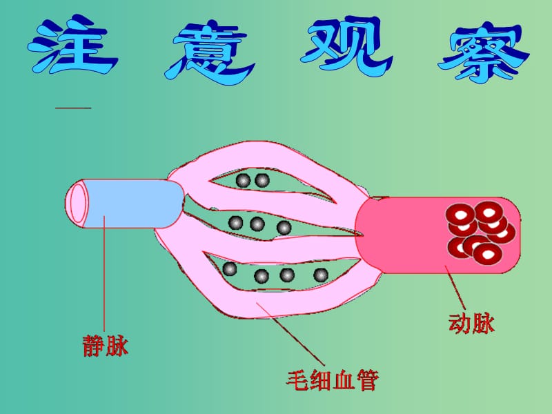 七年级生物下册 第四章 第二节 血流的管道—血管课件 新人教版.ppt_第2页