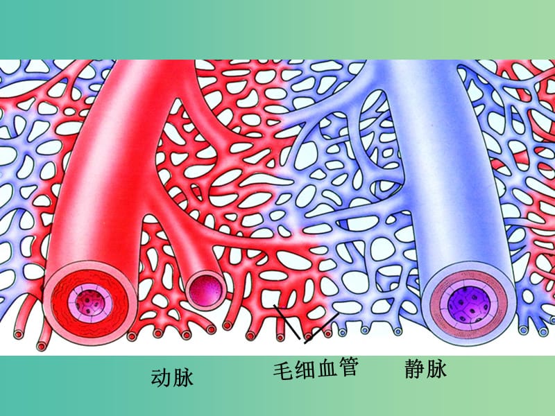 七年级生物下册 第四章 第二节 血流的管道—血管课件 新人教版.ppt_第3页