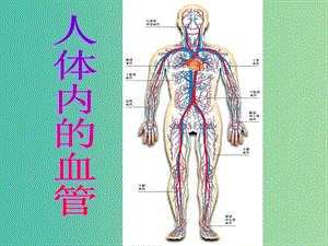 七年級生物下冊 第四章 第二節(jié) 血流的管道—血管課件 新人教版.ppt