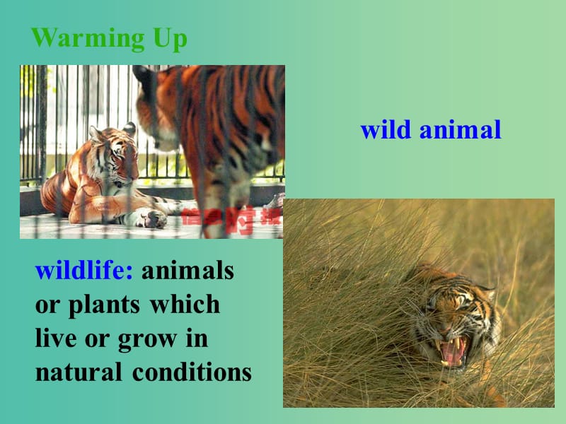 高中英语 Unit 4 Wildlife Protection Section One Warming Up and Reading2课件 新人教版必修2.ppt_第2页