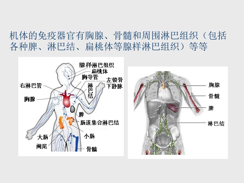 淋巴细胞亚群的临床应用.ppt_第2页