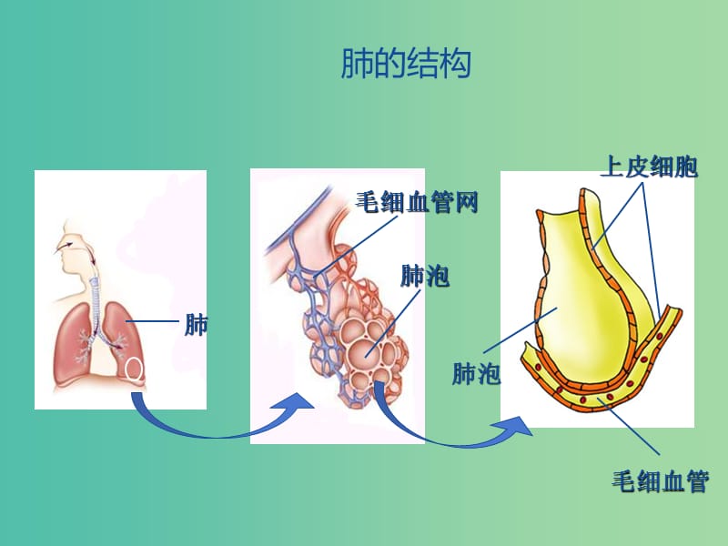 七年级生物下册 第三章 第一节 呼吸-肺的结构和功能课件 冀教版.ppt_第2页