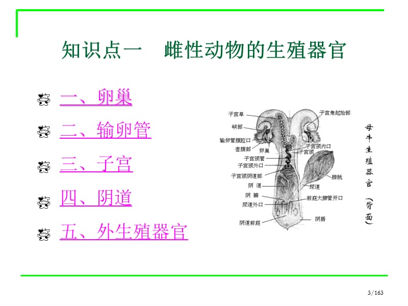 知识点一雌性动物的生殖器官.ppt_第3页