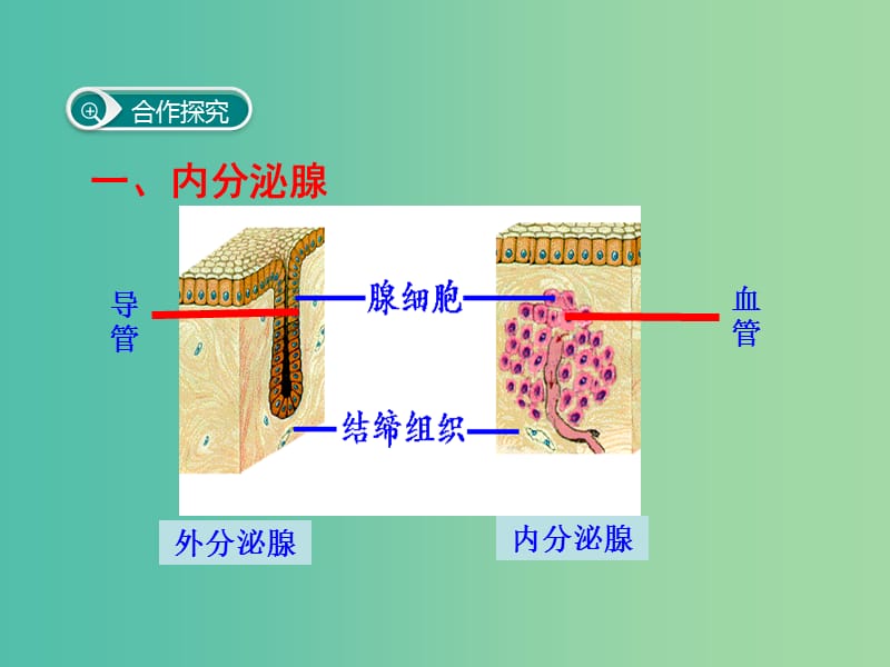 七年级生物下册 第六章 第四节 激素调节课件 （新版）新人教版.ppt_第3页