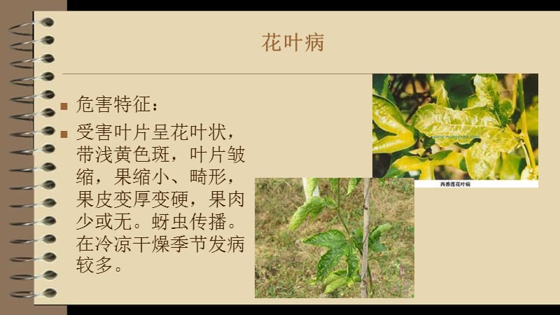 百香果主要病虫害.ppt_第2页