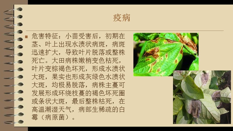 百香果主要病虫害.ppt_第3页