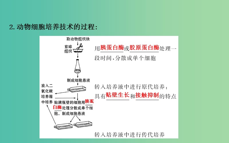 高中生物 探究导学课型 专题2 细胞工程 2.2.1 动物细胞培养和核移植技术同课异构课件 新人教版选修3.ppt_第3页