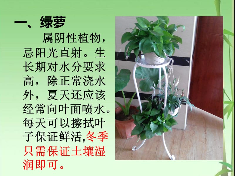 几种常见的花卉养殖方法.ppt_第2页