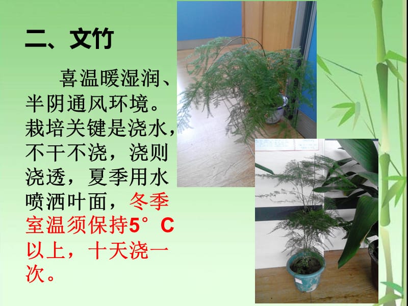 几种常见的花卉养殖方法.ppt_第3页