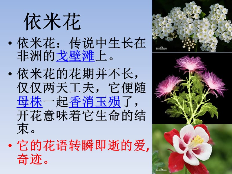 各种花的花语和图片.ppt_第2页