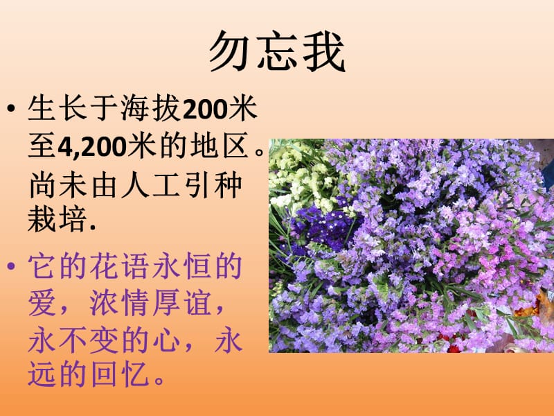 各种花的花语和图片.ppt_第3页