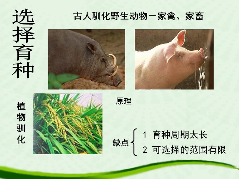 杂交育种与诱变育种课件.ppt_第2页