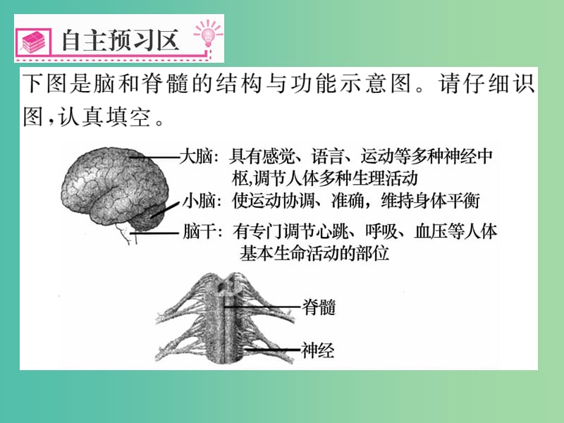 七年级生物下册 第六章 第二节 神经系统的组成课件 新人教版.ppt_第2页