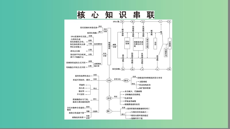 高考生物二轮复习 第1部分 板块1 代谢 专题5 细胞的生命历程课件.ppt_第3页