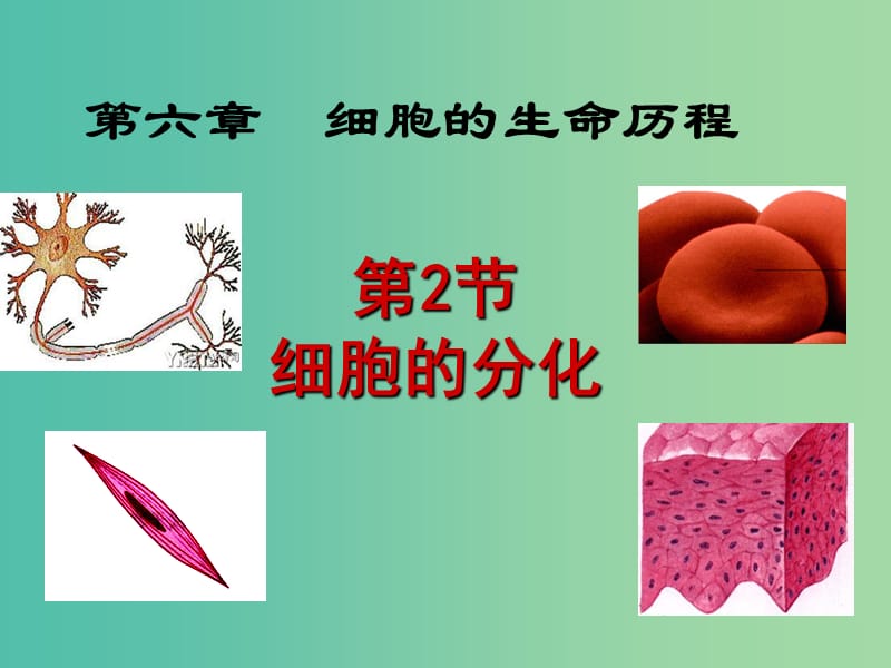 高中生物 第六章 第二节 细胞的分化课件 新人教版必修1.ppt_第1页