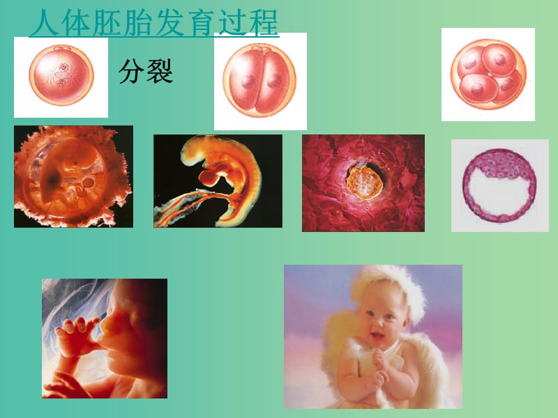 高中生物 第六章 第二节 细胞的分化课件 新人教版必修1.ppt_第2页