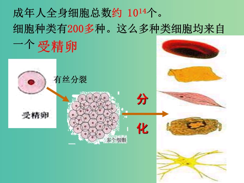 高中生物 第六章 第二节 细胞的分化课件 新人教版必修1.ppt_第3页