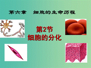 高中生物 第六章 第二節(jié) 細胞的分化課件 新人教版必修1.ppt