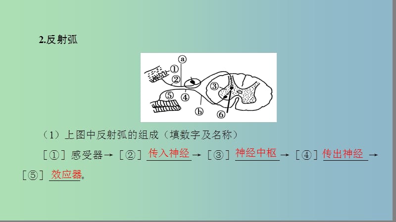 高三生物一轮复习第8单元第2讲通过神经系统的调节课件新人教版.ppt_第3页