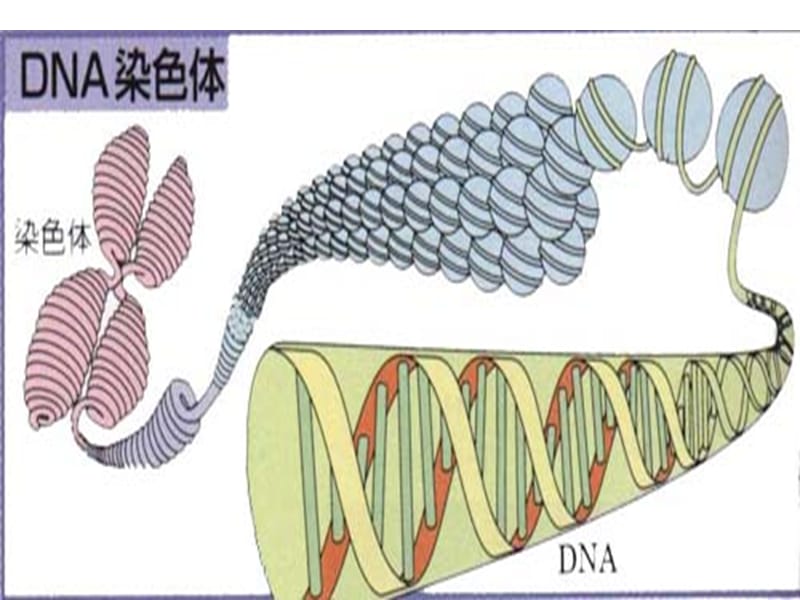 染色体、DNA、基因的关系.ppt_第2页